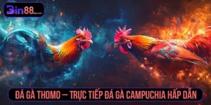 Đá Gà Bin88 – Trực Tiếp Từng Giây, Kịch Tính Tột Đỉnh