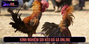 Đá Gà Bin88 – Trực Tiếp Từng Giây, Kịch Tính Tột Đỉnh