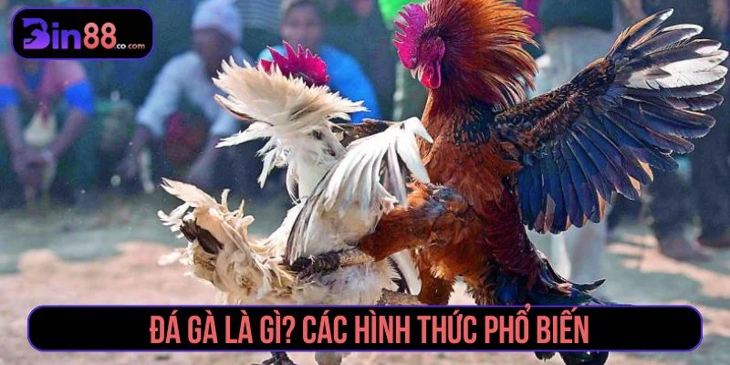 Kinh Nghiệm Soi Kèo Đá Gà - Cách Đọc Kèo Cho Người Mới