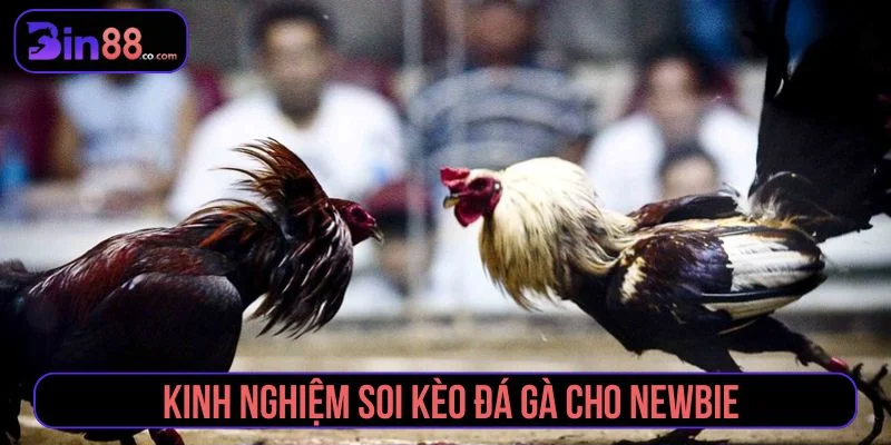 Kinh Nghiệm Soi Kèo Đá Gà - Cách Đọc Kèo Cho Người Mới