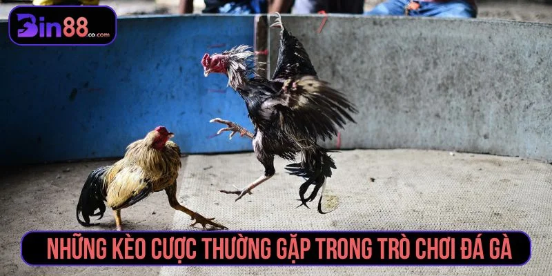 Kinh Nghiệm Soi Kèo Đá Gà - Cách Đọc Kèo Cho Người Mới