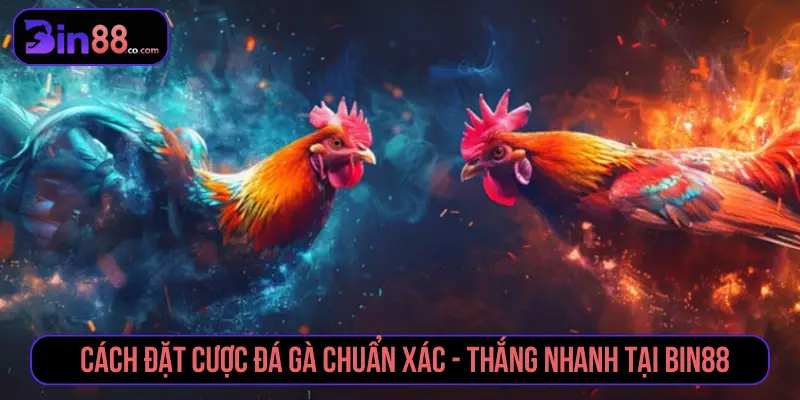 Cách Đặt Cược Đá Gà - Đọc Kèo Meron, Wala Và BDD Cách Đặt Cược Đá Gà - Đọc Kèo Meron, Wala Và BDD