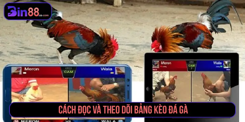 Cách Đặt Cược Đá Gà - Đọc Kèo Meron, Wala Và BDD Cách Đặt Cược Đá Gà - Đọc Kèo Meron, Wala Và BDD