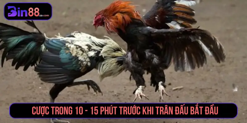 Cách Đặt Cược Đá Gà - Đọc Kèo Meron, Wala Và BDD Cách Đặt Cược Đá Gà - Đọc Kèo Meron, Wala Và BDD