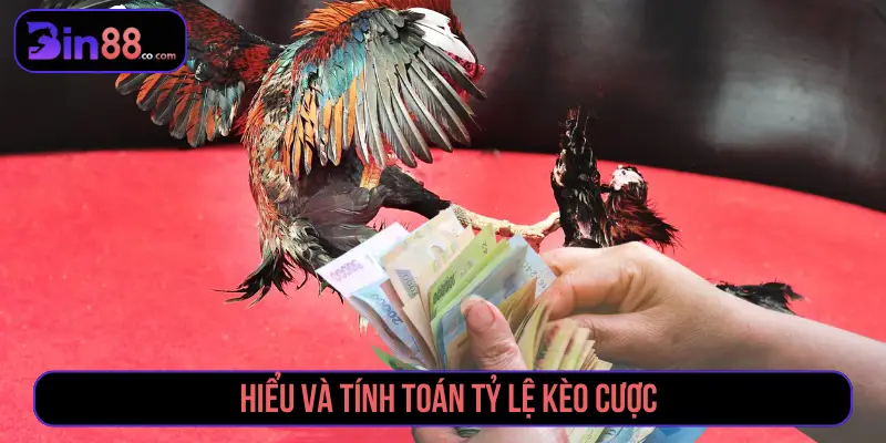 Cách Đặt Cược Đá Gà - Đọc Kèo Meron, Wala Và BDD Cách Đặt Cược Đá Gà - Đọc Kèo Meron, Wala Và BDD